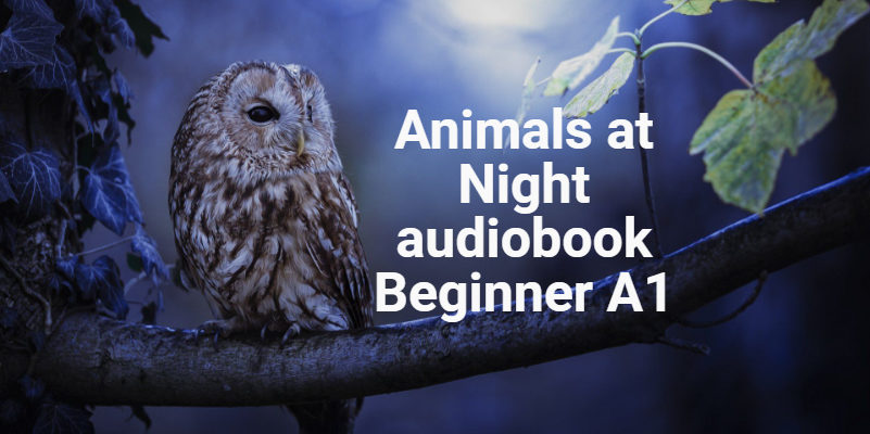 Animals at Night audiobook Beginner A1